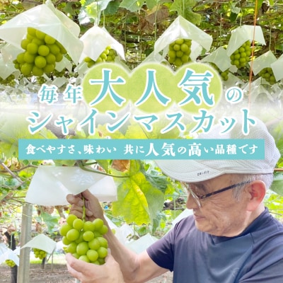 〈2026年度配送分〉山梨県甲府市産シャインマスカット2kg(2房～4房)C