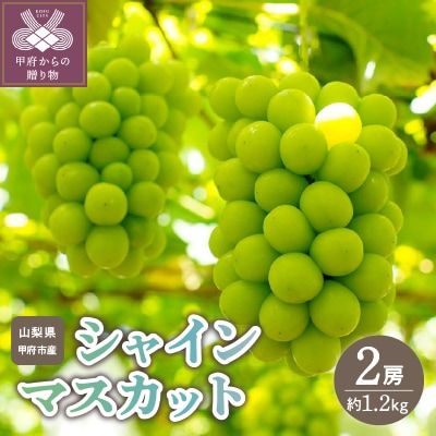 〈2026年度配送分〉山梨県甲府市産シャインマスカット 2房(約1.2kg)D