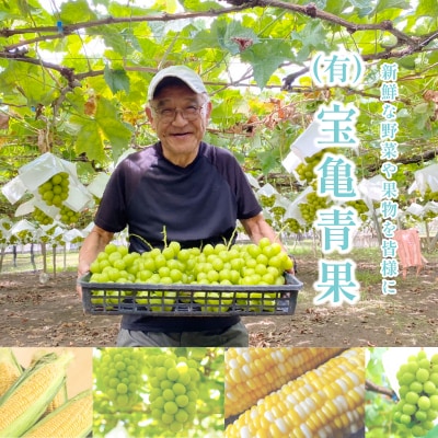 〈2026年度配送分〉山梨県甲府市産シャインマスカット 2房(約1.2kg)D
