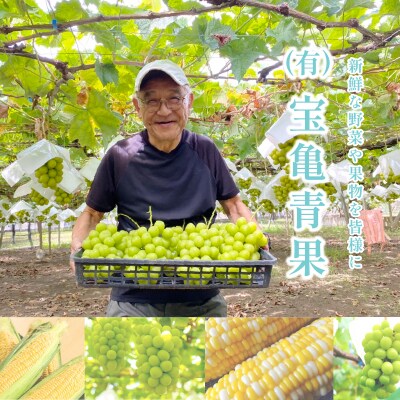 〈2026年度配送分〉甲府市産シャインマスカット大房大粒(600g〜700g)A
