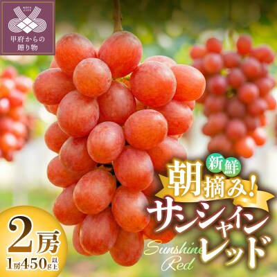 〈2026年度配送分〉ぶどう　サンシャインレッド　セットB