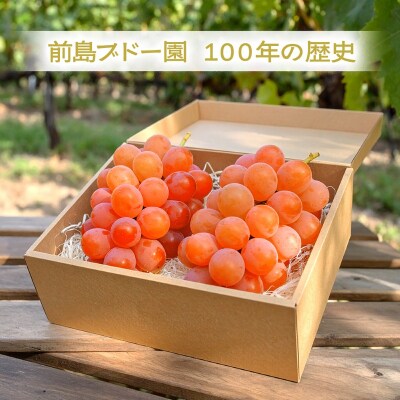 〈2026年度配送分〉ぶどう　サンシャインレッド　セットB
