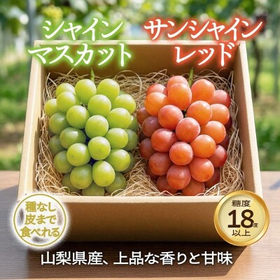 〈2026年度配送分〉ぶどう　シャインマスカット　サンシャインレッド　セットC