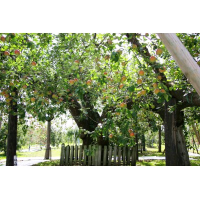 [返礼品なし] つがる市へのご寄付 10万円分 [0079]