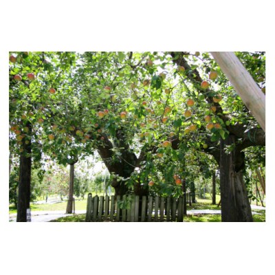 [返礼品なし]つがる市へのご寄付 1万円分 [0323]