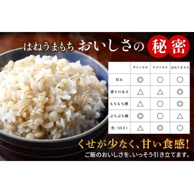 [青森県産] つがるもち麦 美仁 5kg《定期便》[0338]