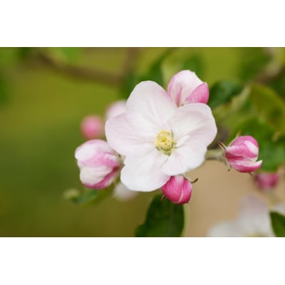 ゆうくんの黄色い林檎6本入り (果汁100% りんごジュース 720ml×6本瓶入り) [0696]