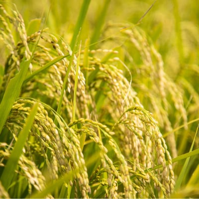 青天の霹靂(特別栽培米) 白米10kg 令和6年産 [0760]