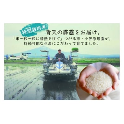 青天の霹靂(特別栽培米) 白米10kg 令和7年産 [0899]