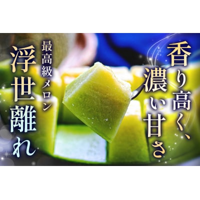 高級 タカミ メロン『浮世離れ』2玉 [0892]