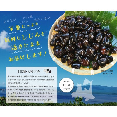 さとうしじみ屋の十三湖産活しじみ(大粒1kg) [0817]