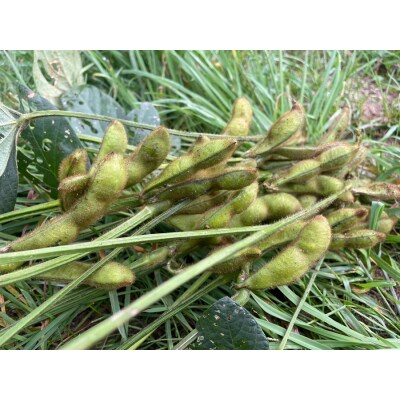 葉菜言葉のおいしい毛豆 2kg [0533]