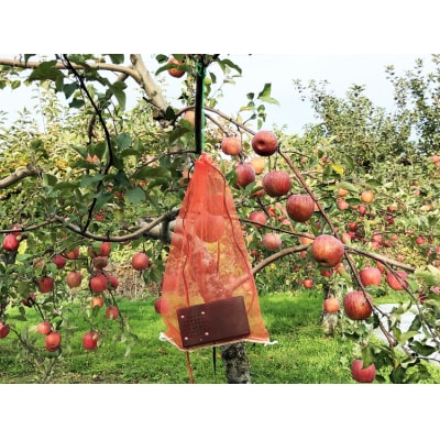 カラス追払鬼『しゃこちゃん』|農産物 被害 撃退 [0551]