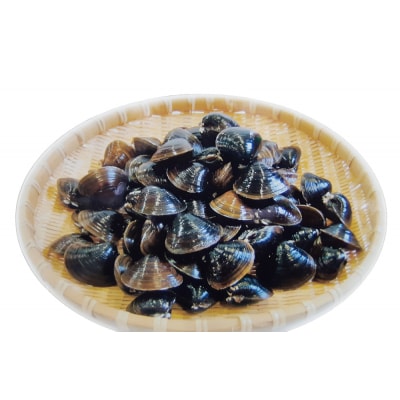 十三湖産 冷蔵 活ヤマトシジミ 中 1.5kg [0561]