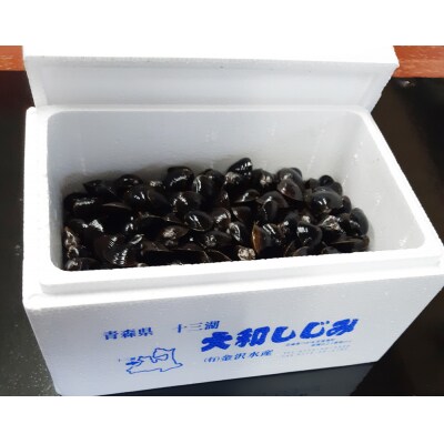 十三湖産 冷蔵 活ヤマトシジミ 中 1.5kg [0563]