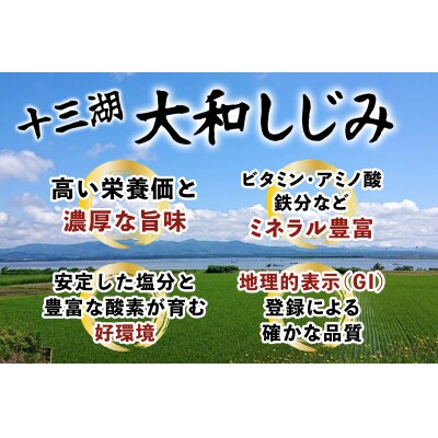 十三湖産 冷蔵 活ヤマトシジミ 中 1.5kg [0564]