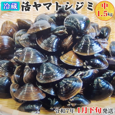 十三湖産 冷蔵 活ヤマトシジミ 中 1.5kg [0567]