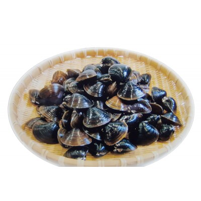 十三湖産 冷蔵 活ヤマトシジミ 中 1.5kg [0568]
