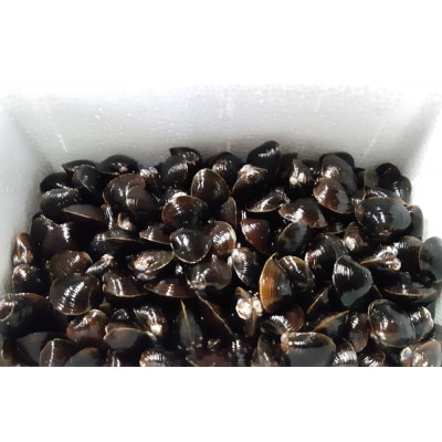 十三湖産 冷蔵 活ヤマトシジミ 中 1.5kg [0559]