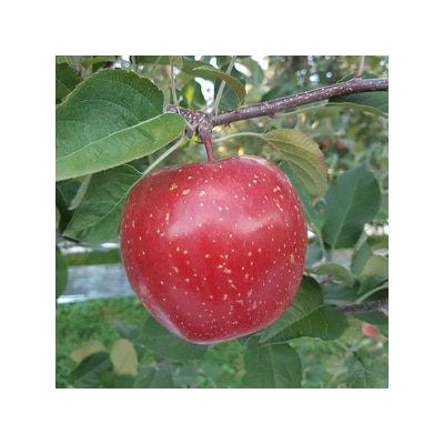 りんご サンふじ 葉取らず 約5kg(16から18玉) 青森産 [0831]