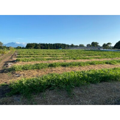 [羅王・紅まくら] スイカ 食べ比べ2玉セット [0620]