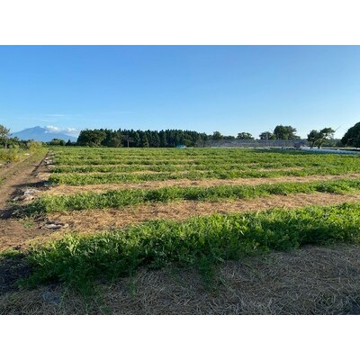 黄色いスイカ・金色羅王 大玉 1玉 [0621]