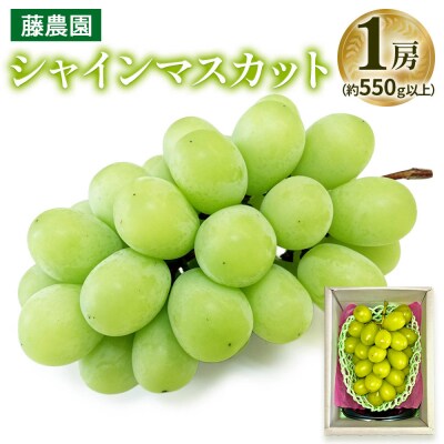 シャインマスカット 1房 (約550g以上) [0625]