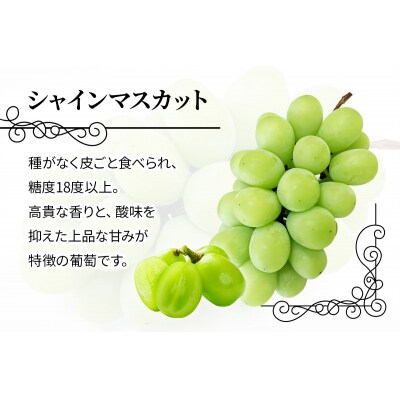 シャインマスカット 2房 (約550g以上×2房) [0965]