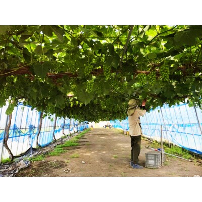 シャインマスカット 1房 桐箱入り (約800g) [0627]