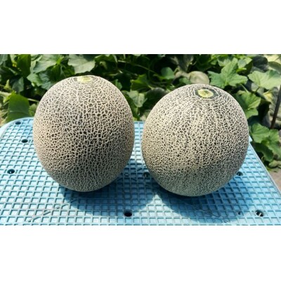坂本農園のブランドメロン タカミ [0822]