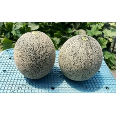 坂本農園のブランドメロン タカミ [0822]