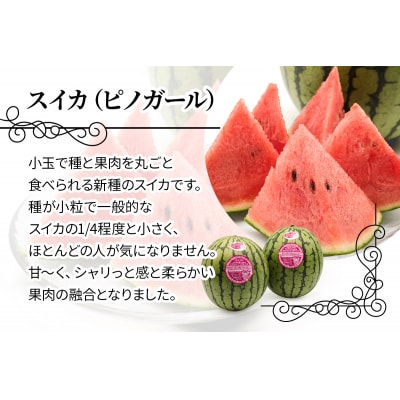スイカ (小玉) ピノガール 2玉 [0834]