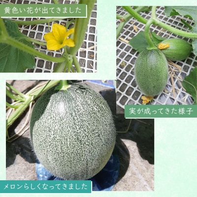 タカミ メロン (約1.6kg×2玉) [0841]