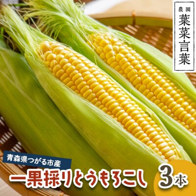 葉菜言葉の一果採りとうもろこし (3本 1kg) [0638]
