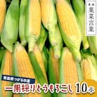 葉菜言葉の一果採りとうもろこし (10本 3.5kg) [0639]
