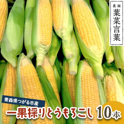 葉菜言葉の一果採りとうもろこし (10本 3.5kg) [0639]