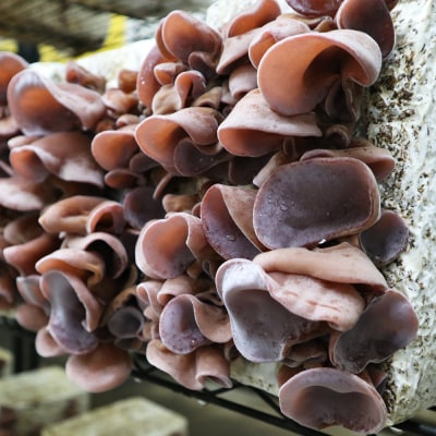 青森きくらげ (乾燥) 20g×3袋入り [0670]