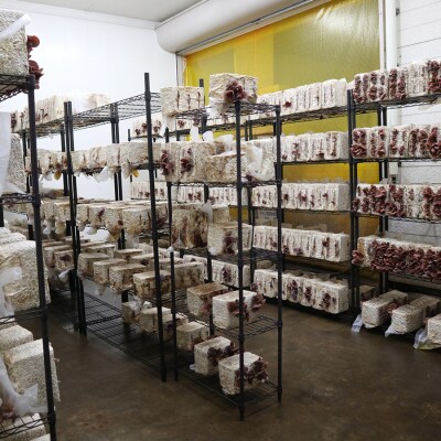 青森きくらげ (乾燥) 20g×3袋入り [0670]