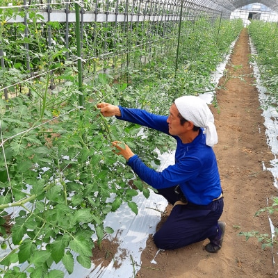 愛菜果えりーと倶楽部のミニトマト アイコ12袋 [0672]