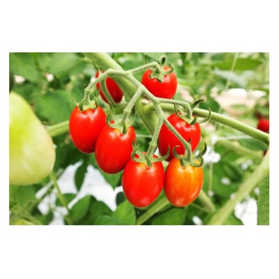 愛菜果えりーと倶楽部のミニトマト アイコ12袋 [0672]