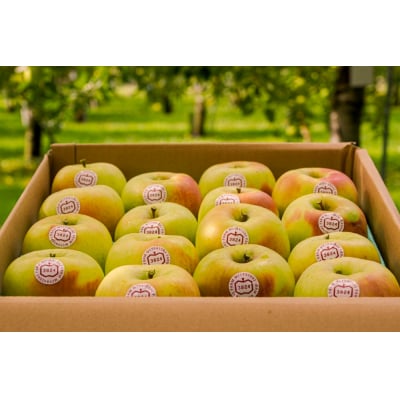 [贈答] 名月【約5kg 12から18玉入り】[0683]