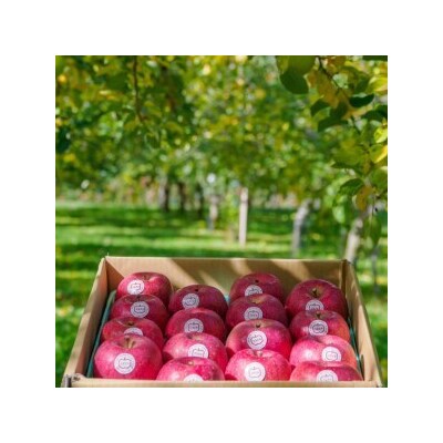 [贈答] 葉取らずふじ【約5kg 12から18玉入り】[0685]