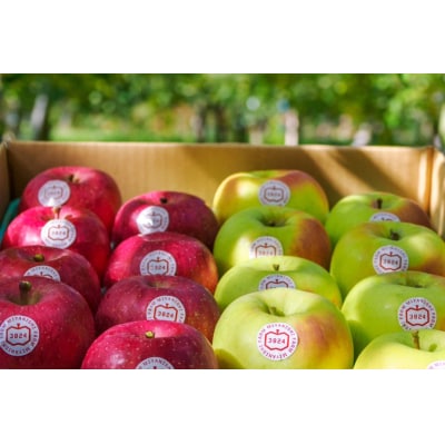 [贈答] 名月×葉取らずふじ [0686]