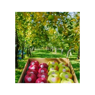 [贈答] 名月×葉取らずふじ [0686]