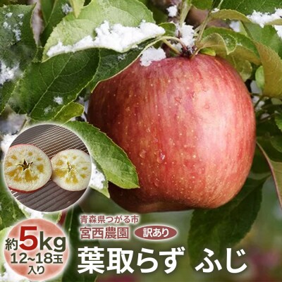 [訳あり] 葉取らず ふじ【約5kg 12から18玉入り】[1056]