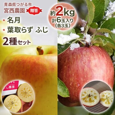 [贈答用] 名月×葉取らずふじ [0681]