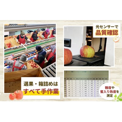 家庭用りんご サンふじ 5kg [0839]