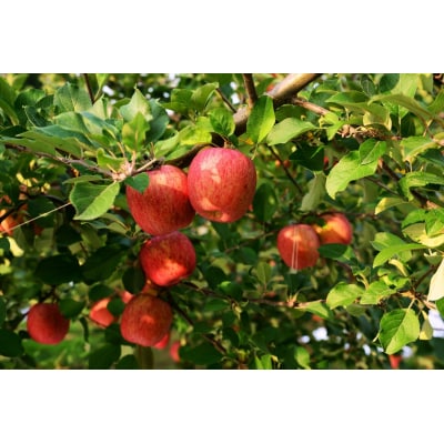 家庭用りんご サンふじ 5kg [0839]