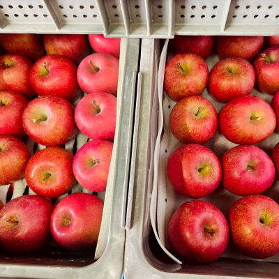 贈答用 サンふじ りんご 特A 約5kg [0720]