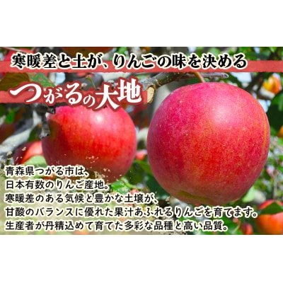 [贈答用] サンふじ「満点りんご」5kg [0721]